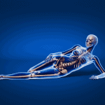 menopause bone loss osteoporosis skeleton