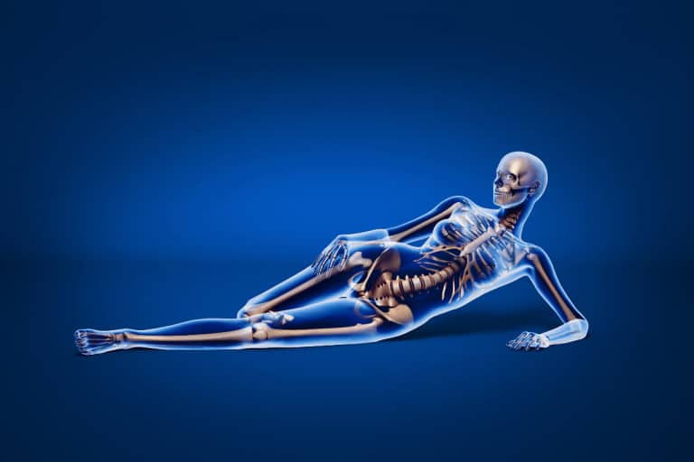 menopause bone loss osteoporosis skeleton